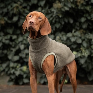 42% wool - Sweatshirt for Vizsla - dog clothes - KHAKI