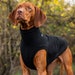 see more listings in the Vizsla Kleidung section