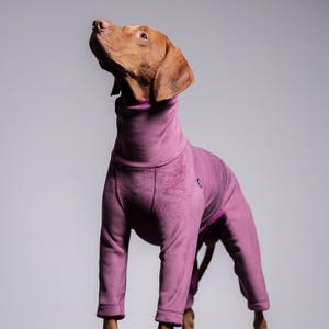 May include: A brown dog wearing a purple jumpsuit with a high collar, looking upwards. The dog's fur is visible on its head and paws. The jumpsuit covers the dog's body and legs, providing warmth and protection.