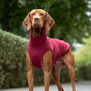 90% cotton - comfortable sweatshirt for Vizsla - clothes for big dogs - MAROON