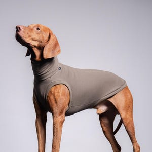 Può includere: Un cane marrone con un maglione a collo alto grigio, in piedi e che guarda in alto. Il pelo del cane è corto e marrone-rossastro. Il maglione ha un collo alto e giromanica. Lo sfondo è un muro bianco.