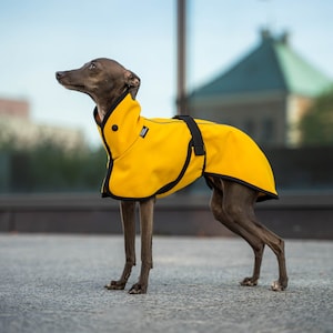 Softshell - Coat for Iggy with reflectors - italian greyhound clothes - yellow