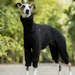 see more listings in the Whippet Clothes section