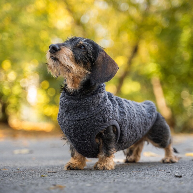 Dachshund Clothes Etsy