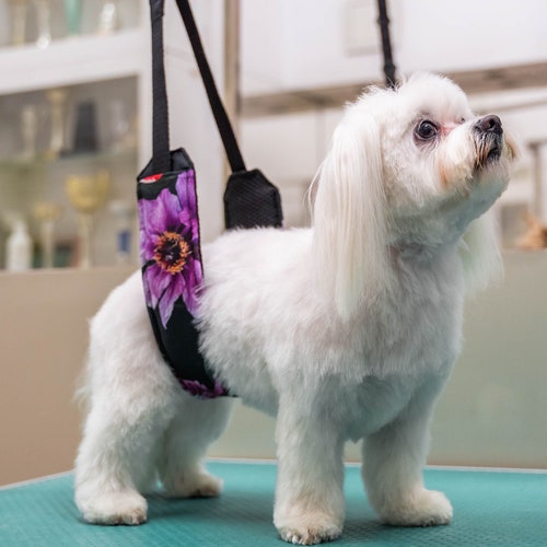 Dog Grooming Belly Support Strap. Stainless Steel D Rings. Etsy Australia