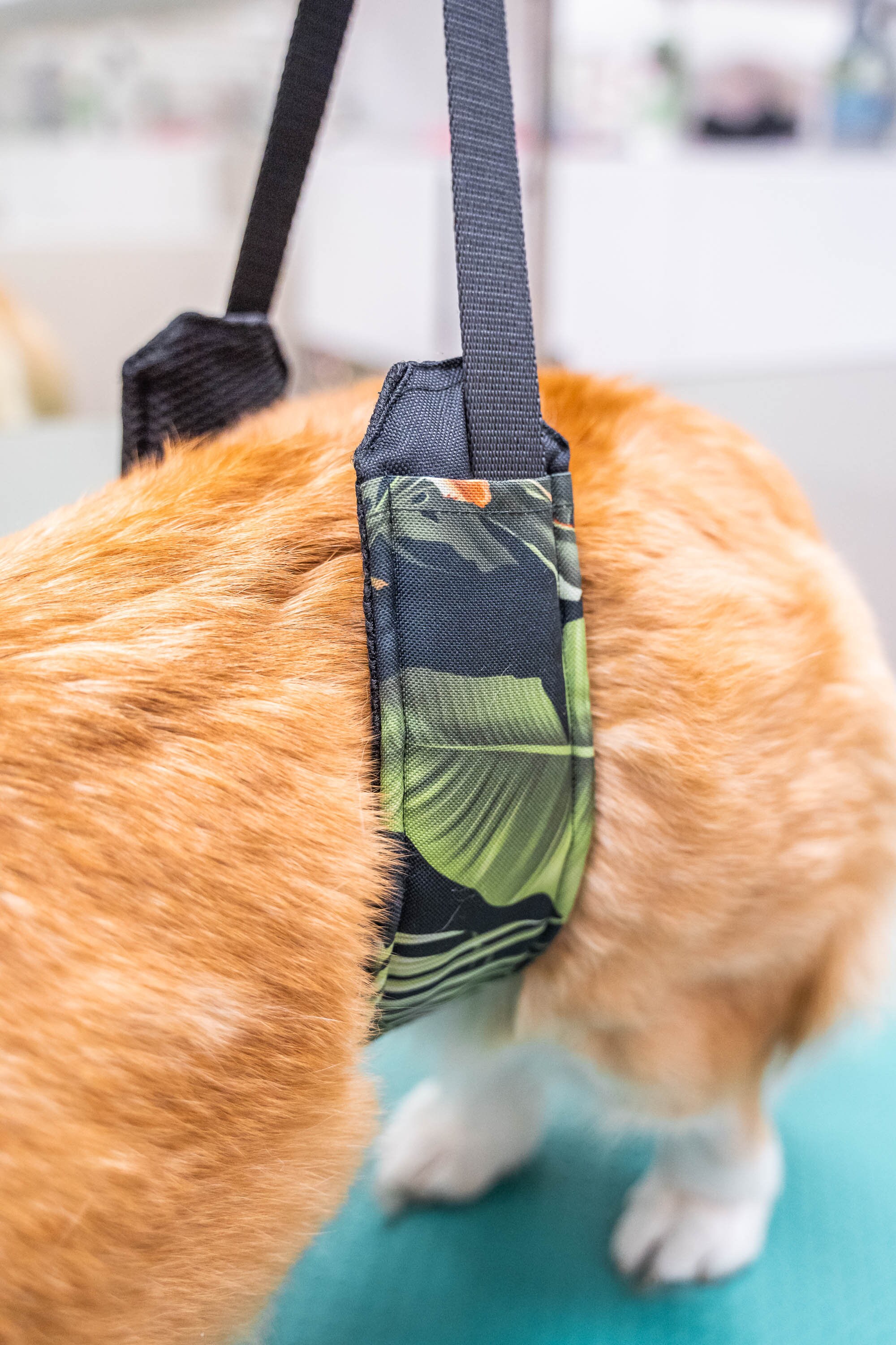 Pink Dog Grooming Belly Strap Grooming Belt Etsy