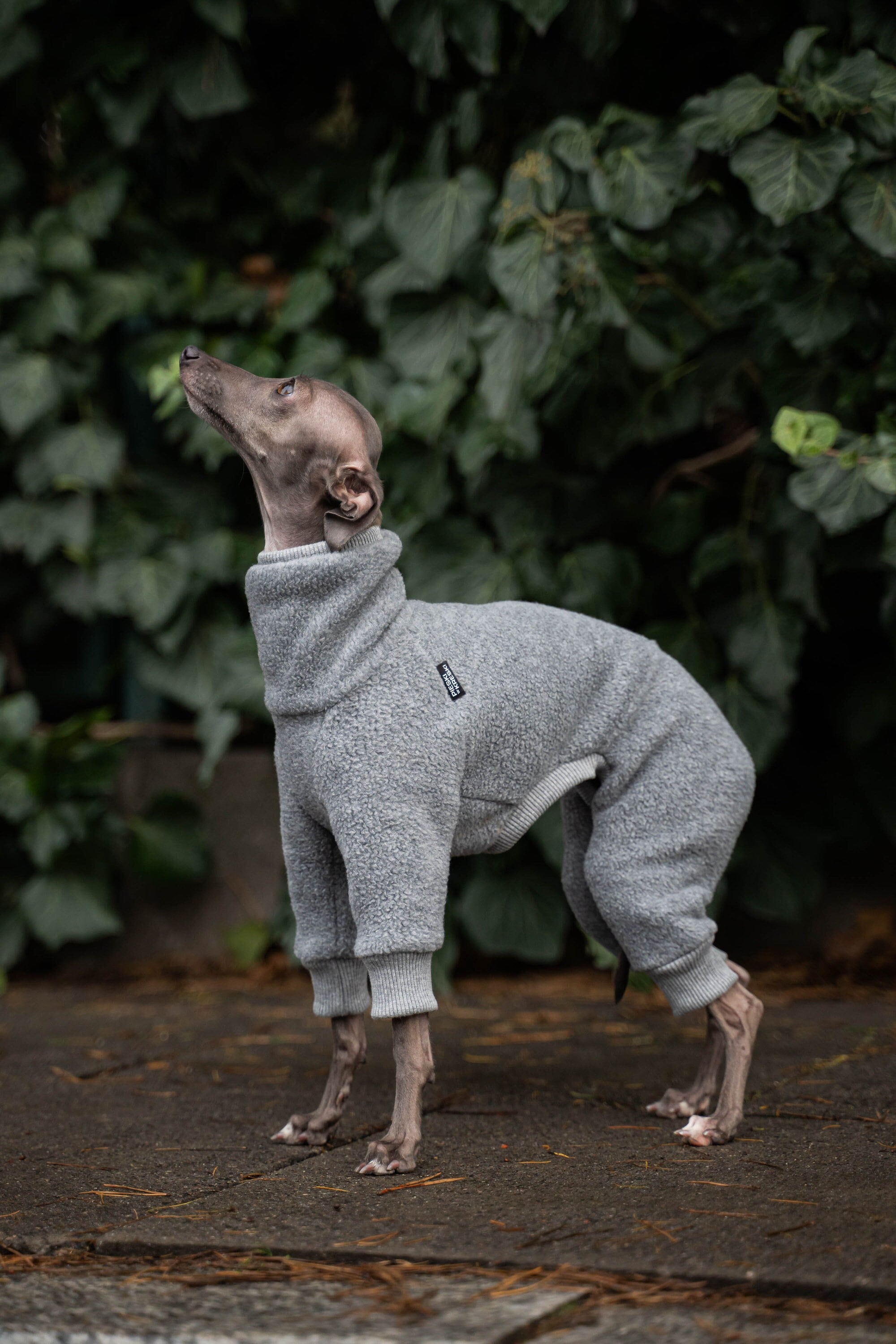 Italian Greyhound Umbrella - Semi Automatic Italian Greyhound Umbrella - Semi Automatic