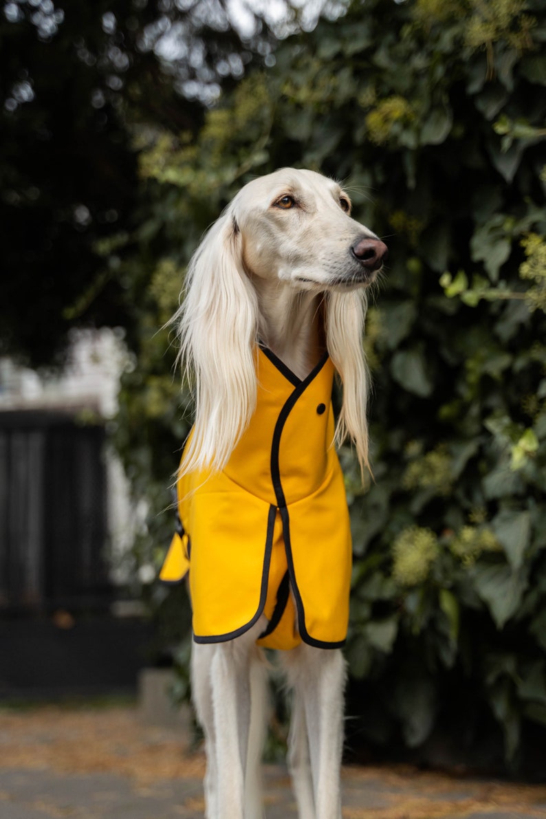 Waterproof Softshell Jacket with Reflectors Stylish Protection for big sighthound. Saluki, sloughi, galgo image 4