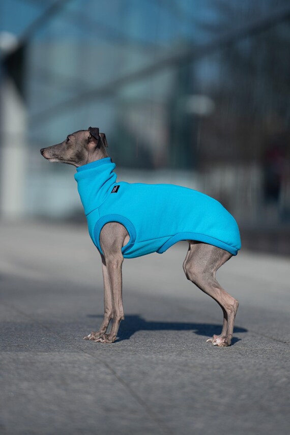 90% Cotton Iggy Jumper – Italian Greyhound Clothing, Turquoise