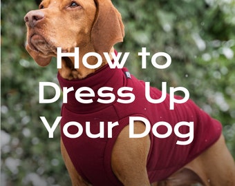 Comment mettre un sweat-shirt sur un chien (à ne pas acheter)