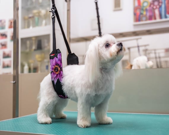 Grooming belly clearance strap