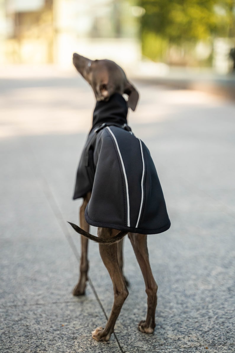 Softshell Manteau pour Iggy avec réflecteurs Vêtements pour lévrier italien NOIR image 7