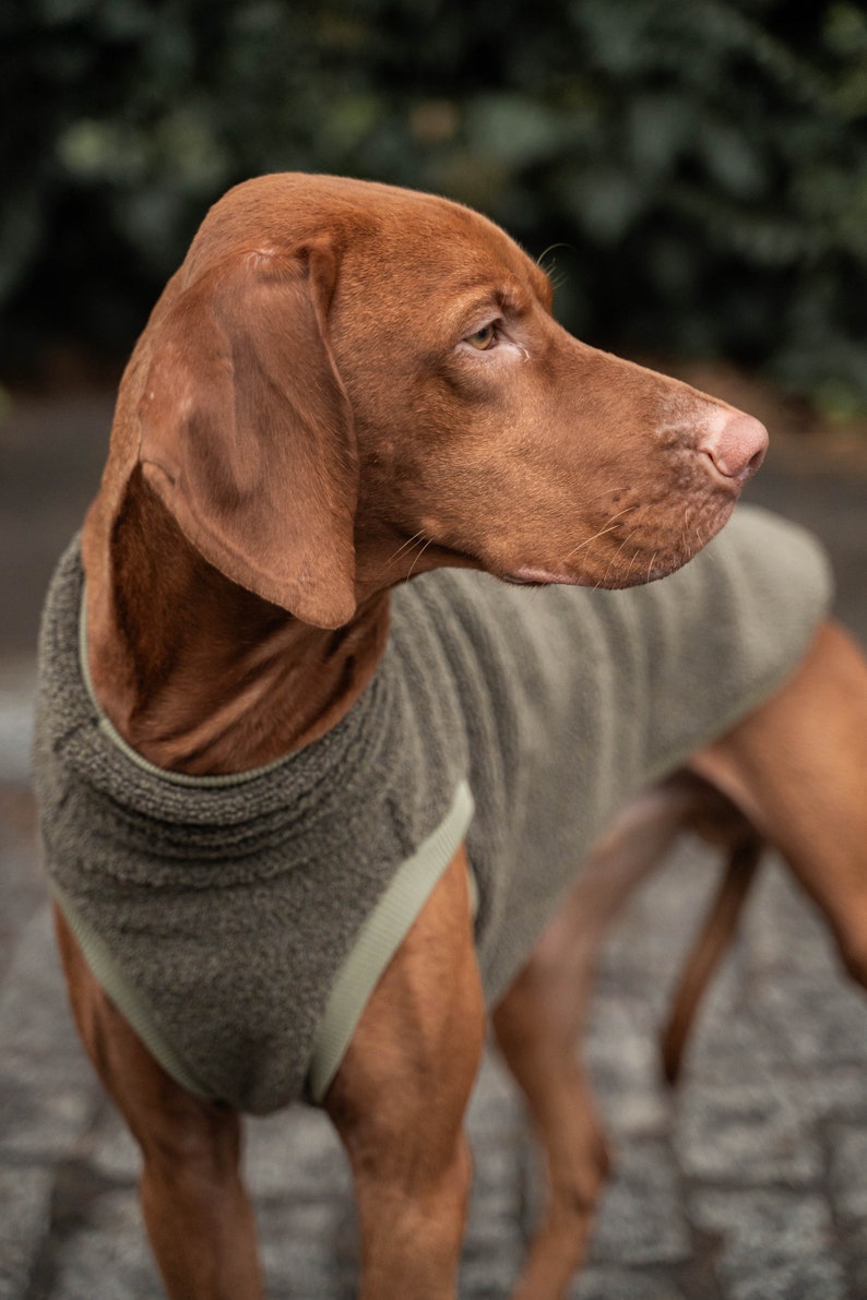 42% Wolle Sweatshirt für Vizsla Hundebekleidung Khaki Bild 6