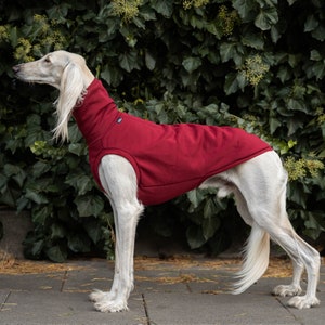 90% cotton Sweatshirt for the big sighthound. Saluki, sloughi, galgo, sighound image 2