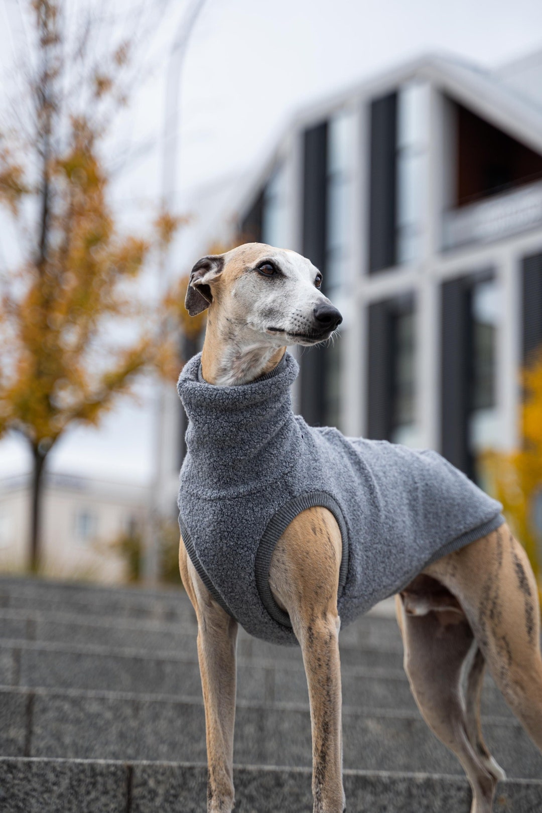 Wool Grey Sweatshirt for Whippet & Iggy Whippet Clothing Pet Etsy New