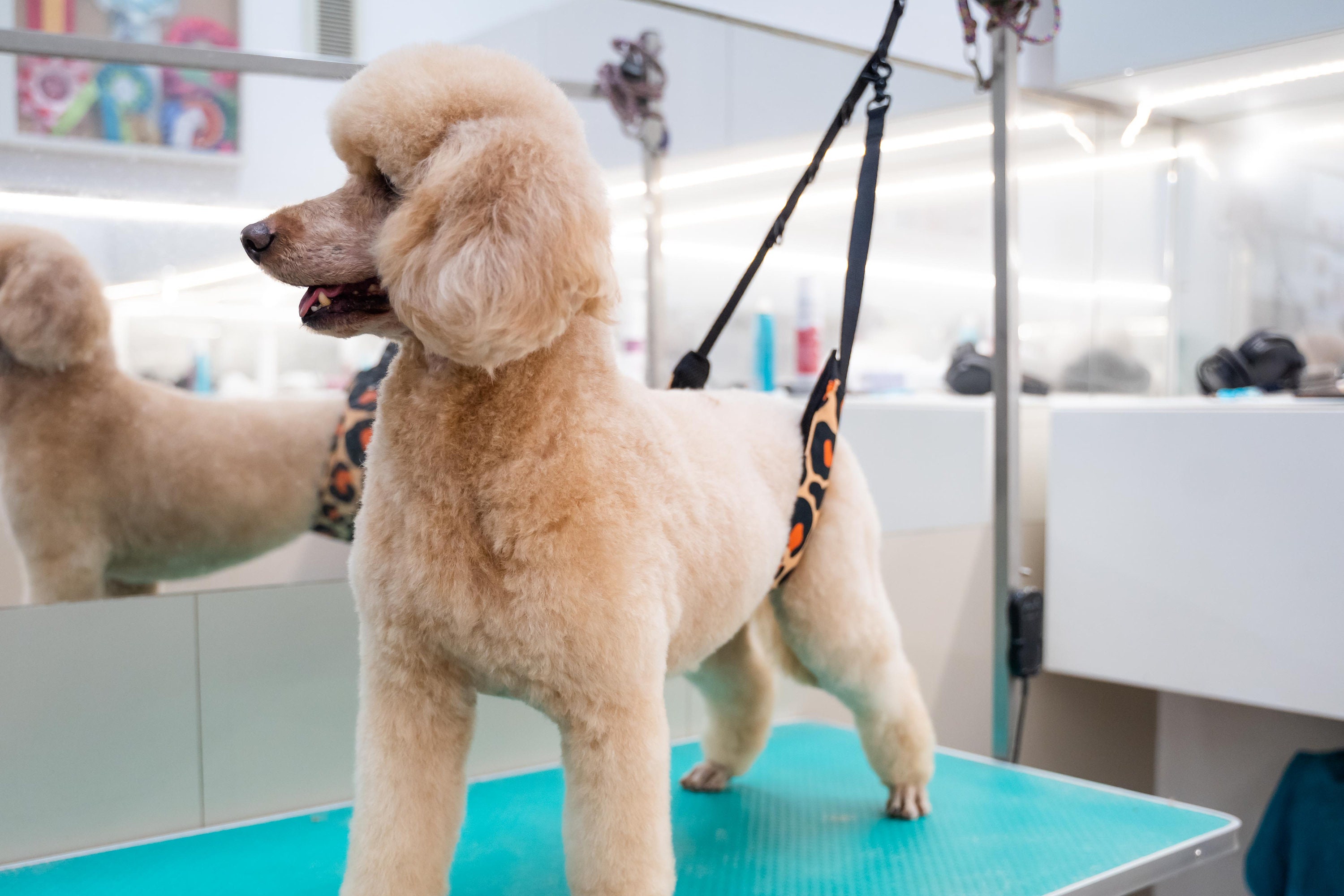 Dog grooming cheap tool belt