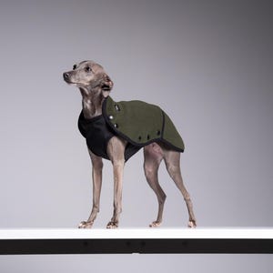 Könnte beinhalten: Ein grauer italienischer Windhund, der einen schwarzen und olivgrünen Hundemantel trägt. Der Mantel hat einen Knopfverschluss und bedeckt den Rücken und die Schultern des Hundes. Der Hund steht auf einer weißen Oberfläche vor einem grauen Hintergrund.