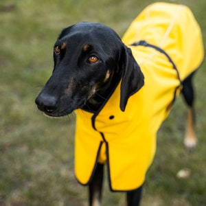 Waterproof Softshell Jacket with Reflectors Stylish Protection for big sighthound. Saluki, sloughi, galgo image 3