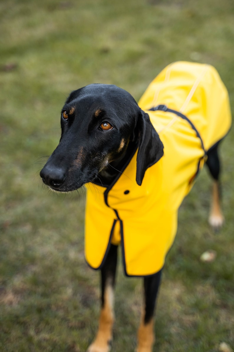 Waterproof Softshell Jacket with Reflectors Stylish Protection for big sighthound. Saluki, sloughi, galgo image 3