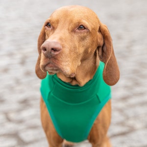 90% cotton Sweatshirt for Vizsla dog clothes GREEN image 3