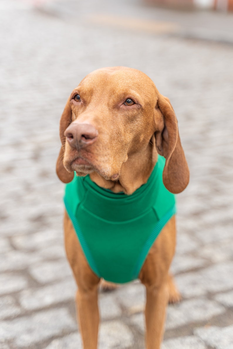 90% cotton Sweatshirt for Vizsla dog clothes GREEN image 3