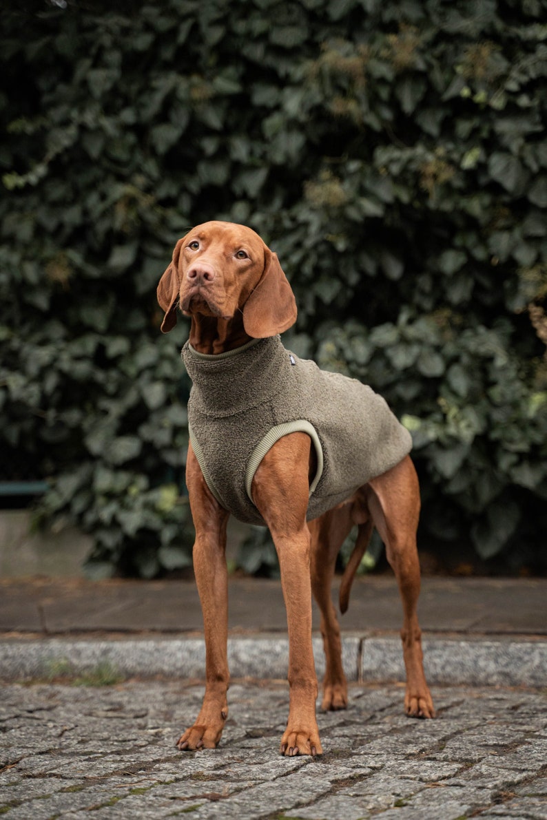 42% Wolle Sweatshirt für Vizsla Hundebekleidung Khaki Bild 1