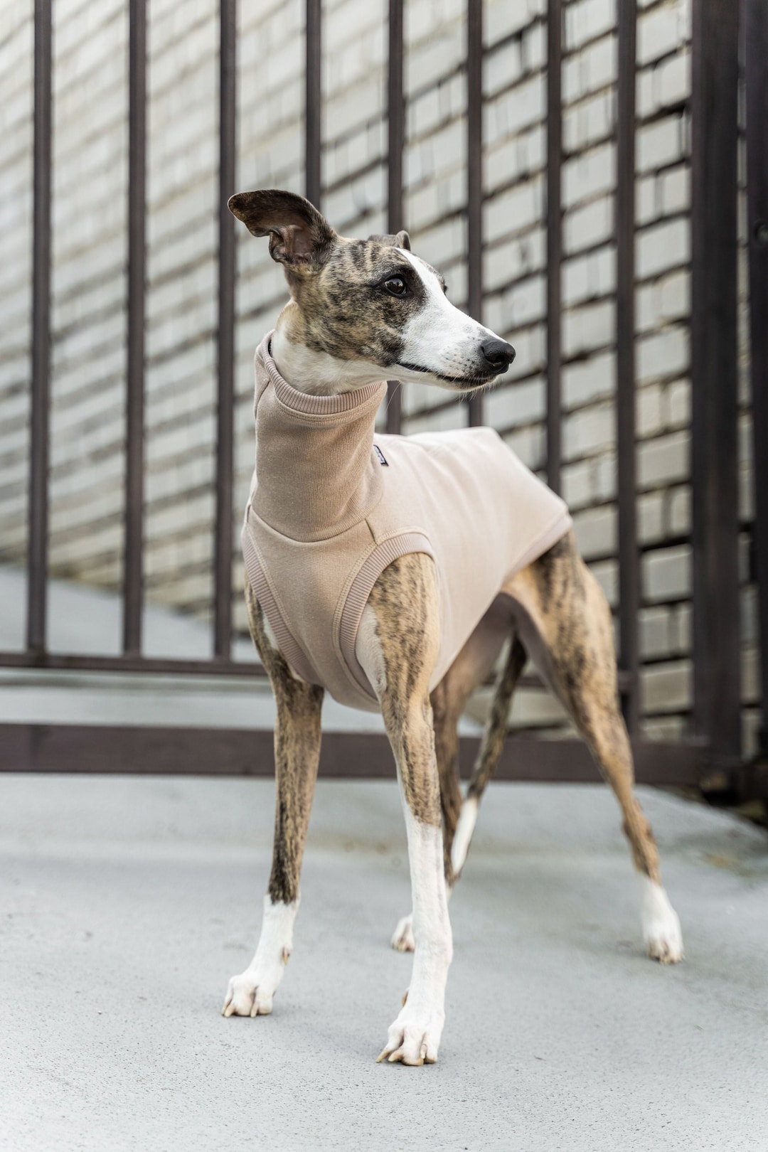 Whippet Club Whippet Obedience Do Whippets Shed Whippet Obedience