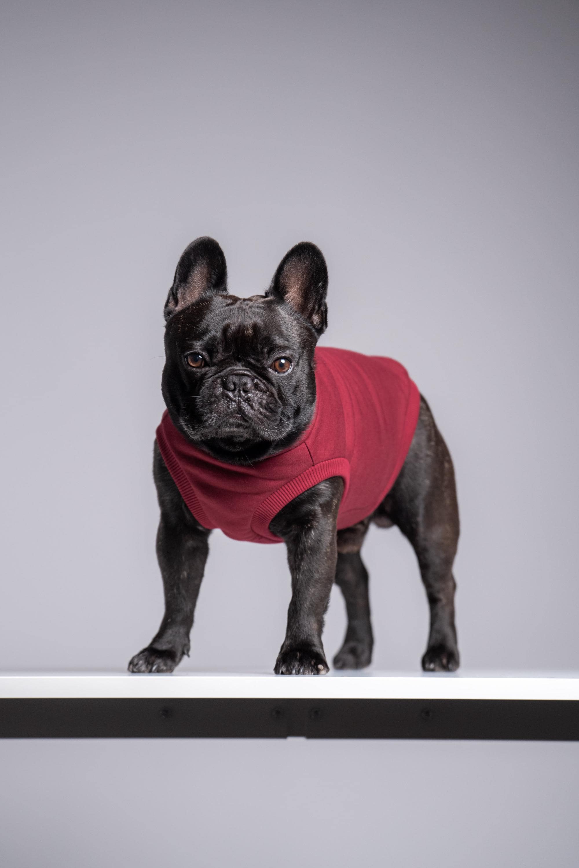  Sweater French Bulldog Purple 犬 Jellycat Sweater French Bulldog – Hands