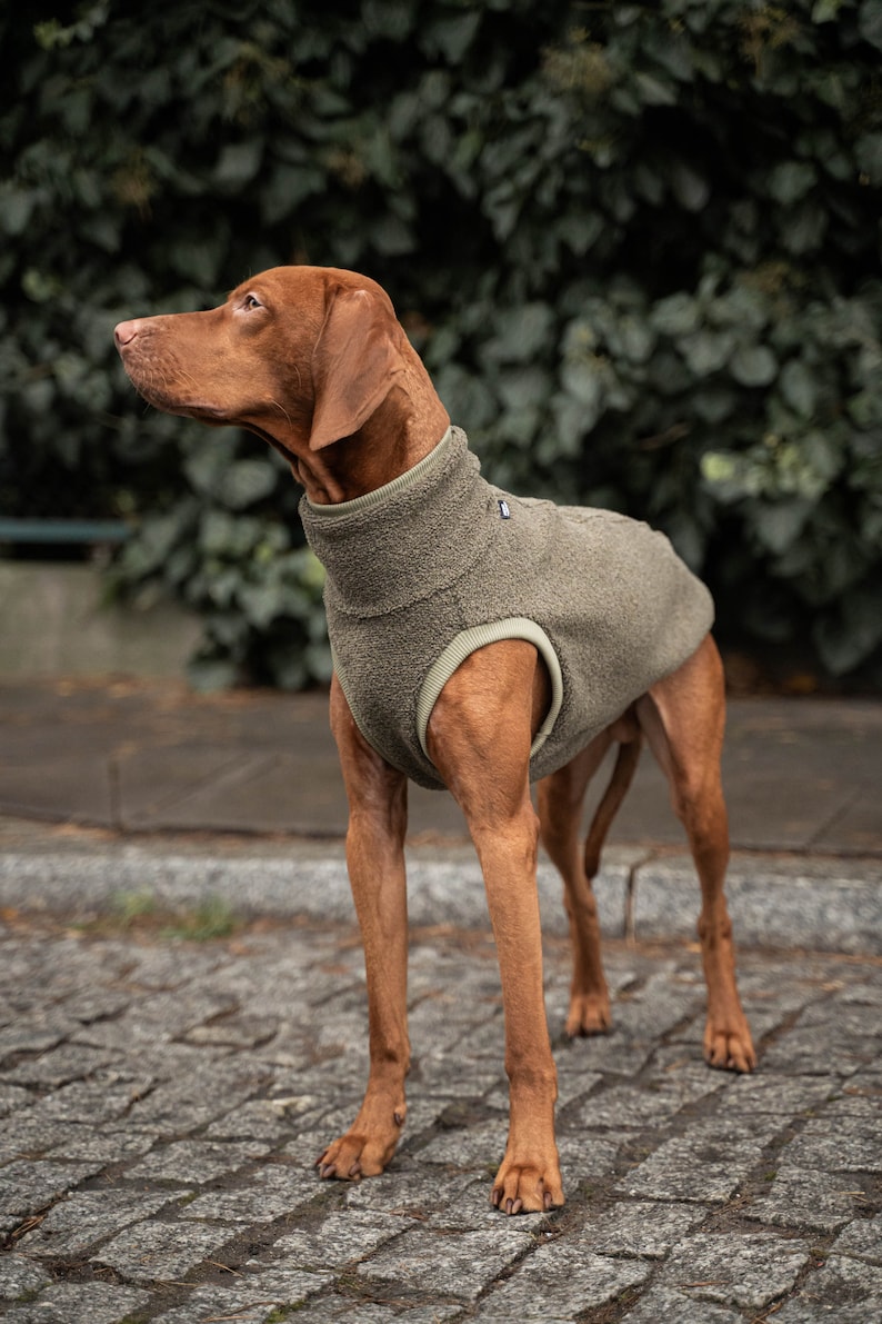 42% Wolle Sweatshirt für Vizsla Hundebekleidung Khaki Bild 3