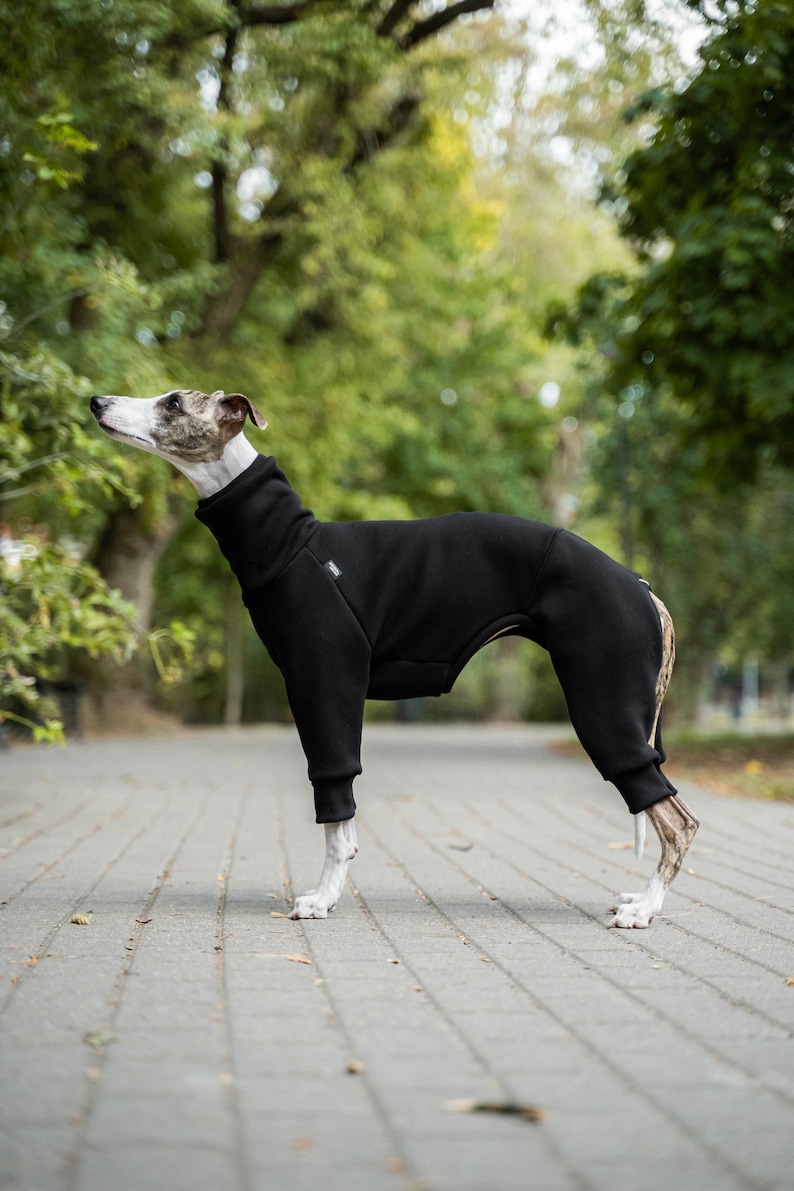 90% coton Combinaison pour Whippet vêtements pour whippet Noir image 2