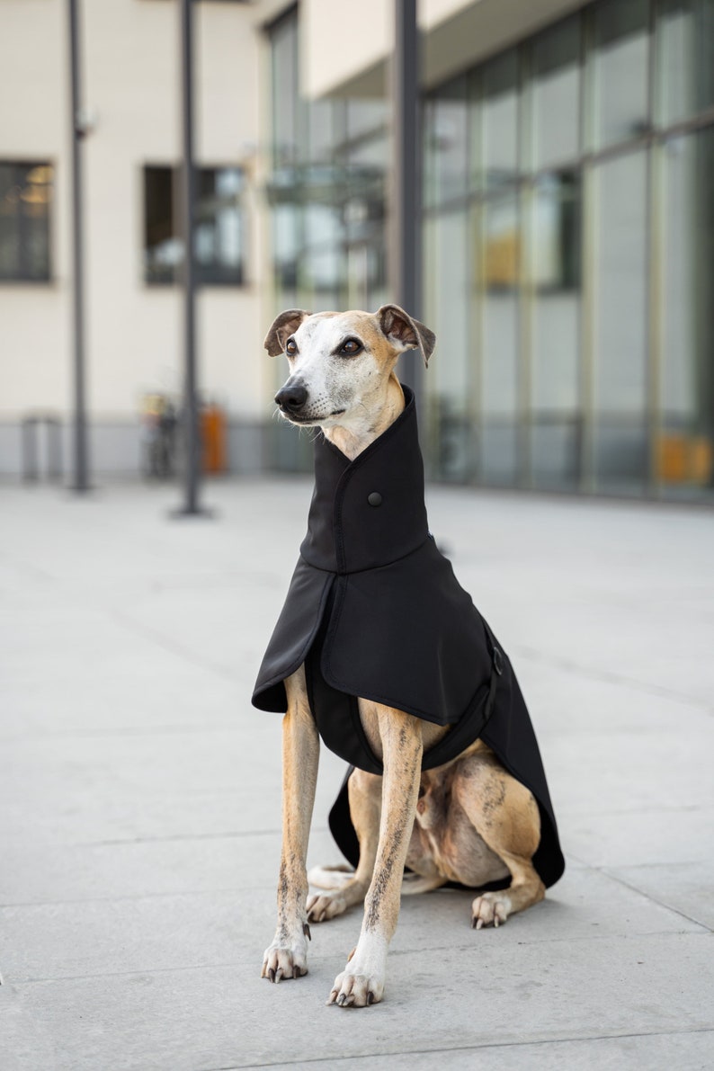 Softshell Coat for Whippet with Reflectors whippet clothes BLACK image 3