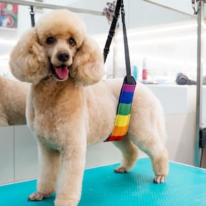 Cintura per la toelettatura del cane arcobaleno, cintura per la toelettatura, regalo per toelettatori, LGBT