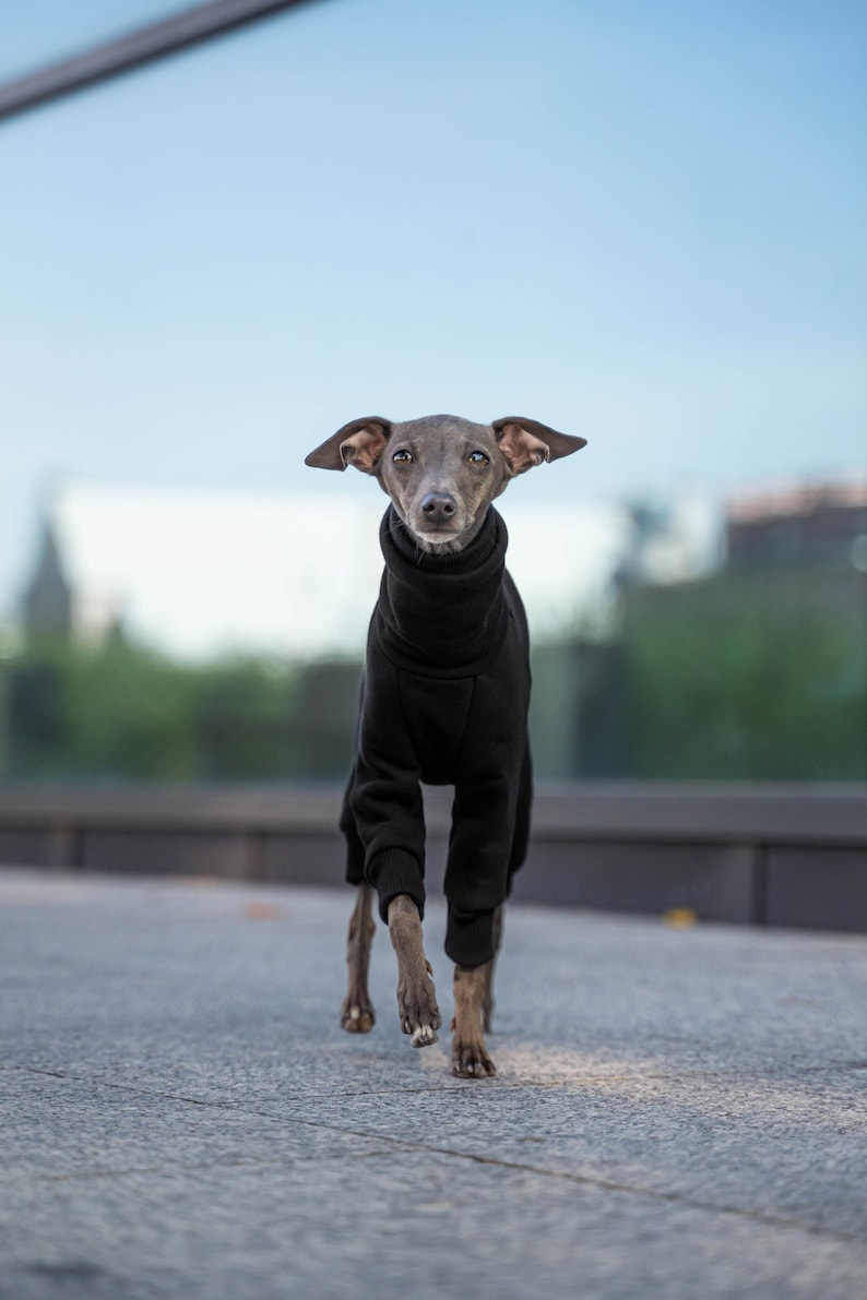 90% cotton Best italian greyhound clothing , comfortable Jumpsuit for iggy Black image 2