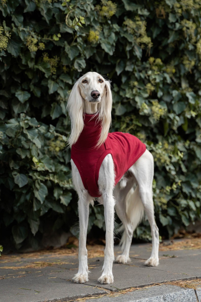 90% cotton Sweatshirt for the big sighthound. Saluki, sloughi, galgo, sighound image 1