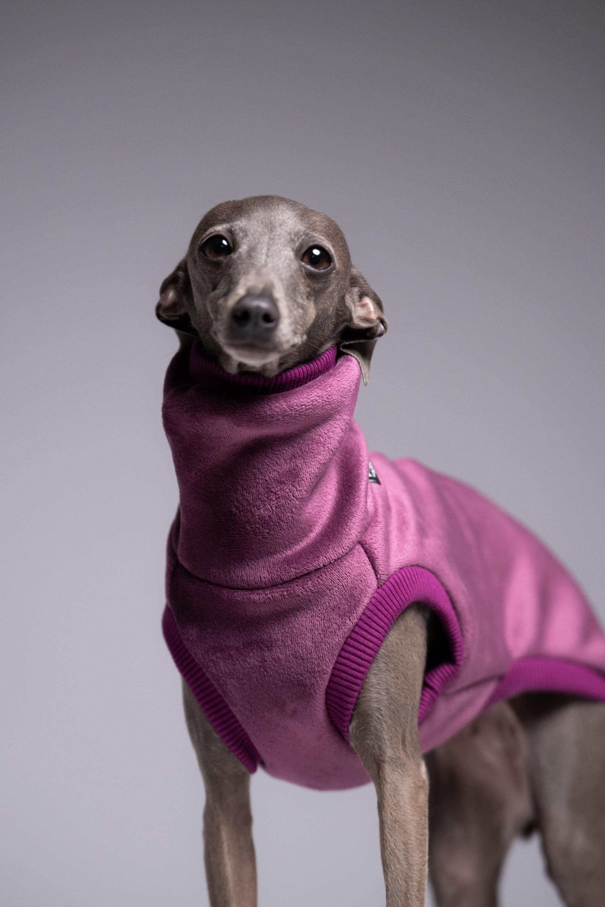 POLAR × IGGY Sサイズ Velvet Fleece Iggy Jumper – Italian Greyhound Clothing, Eggplant
