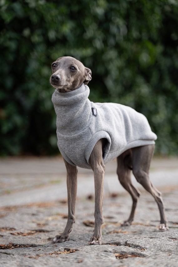Italian greyhound accessories discount