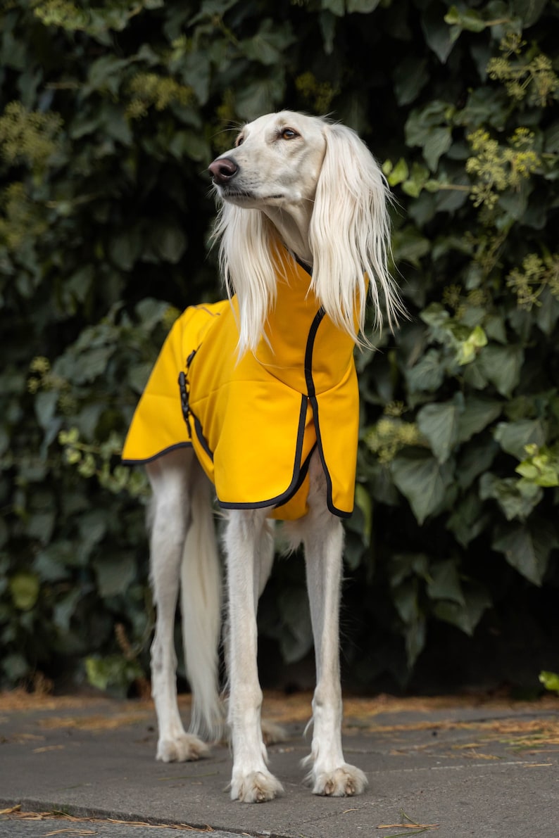 Waterproof Softshell Jacket with Reflectors Stylish Protection for big sighthound. Saluki, sloughi, galgo image 1