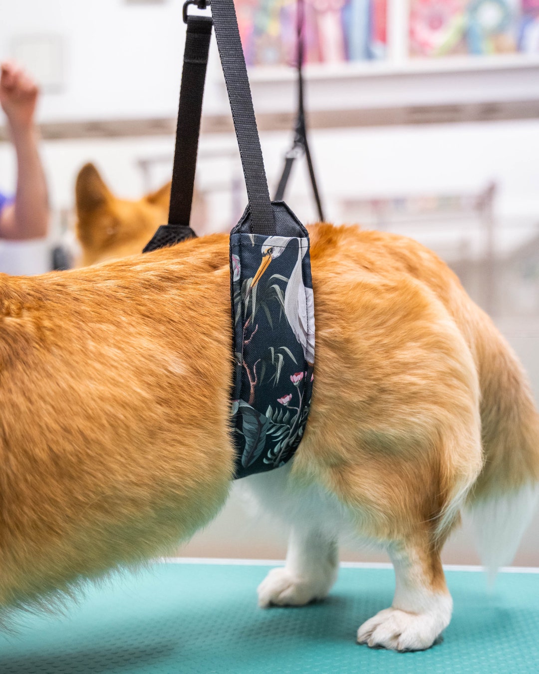 Dog Grooming Belly Strap, Grooming Belt, Grooming Salon, Doog Etsy