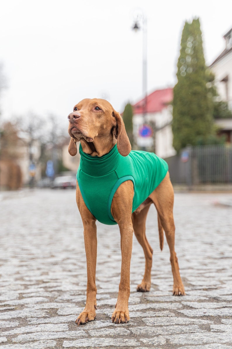 90% cotton Sweatshirt for Vizsla dog clothes GREEN image 1