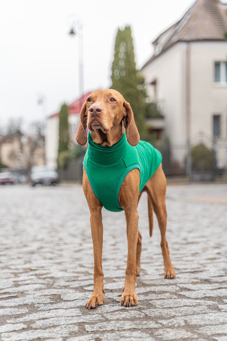 90% cotton Sweatshirt for Vizsla dog clothes GREEN image 2