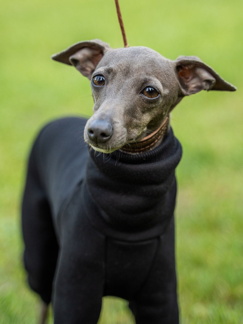 90% cotton Best italian greyhound clothing , comfortable Jumpsuit for iggy Black image 4