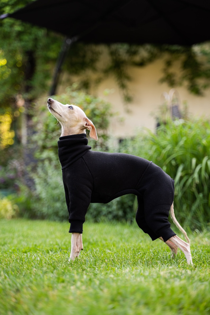 90% cotton Best italian greyhound clothing , comfortable Jumpsuit for iggy Black image 3