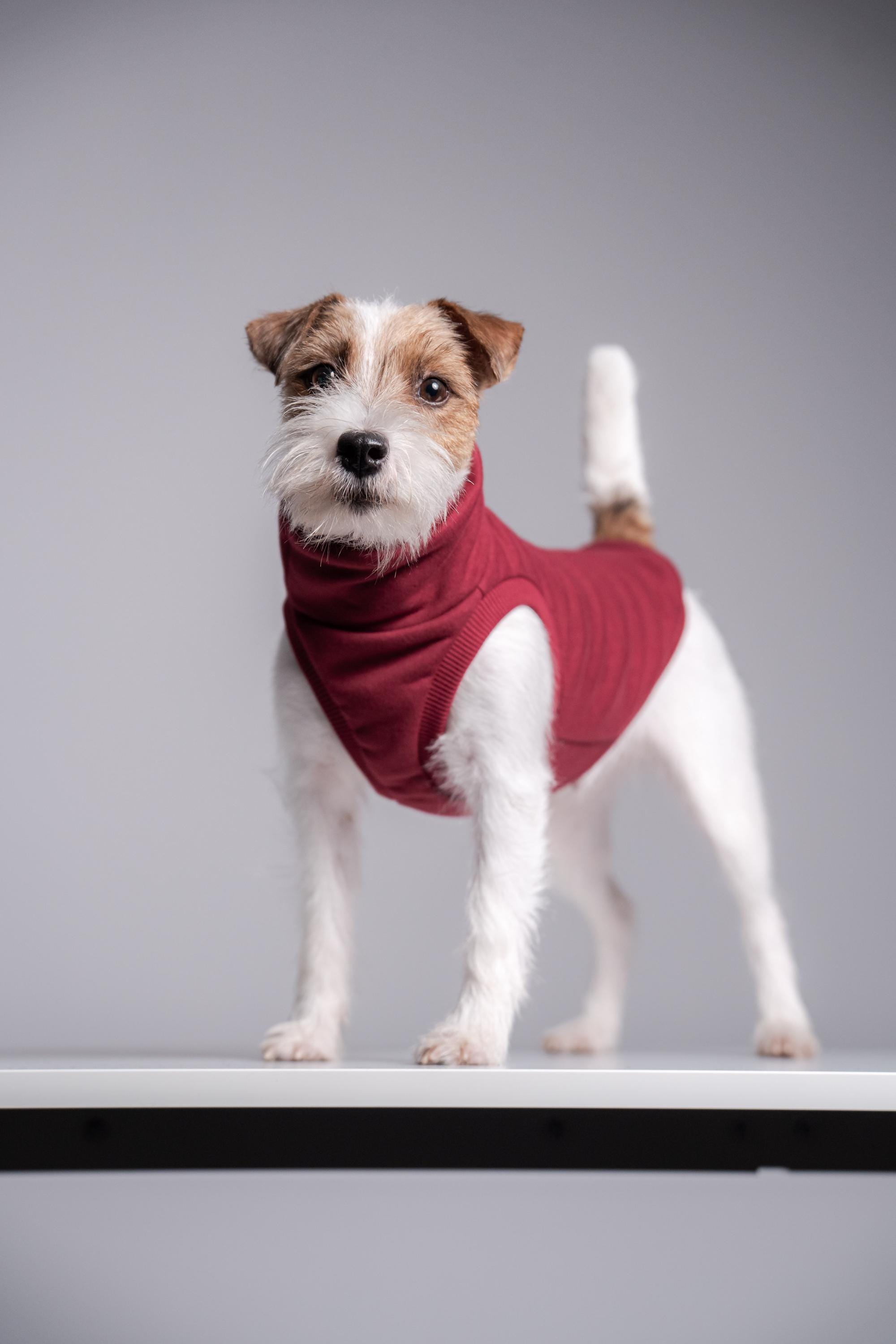 Jack Russell Jumper