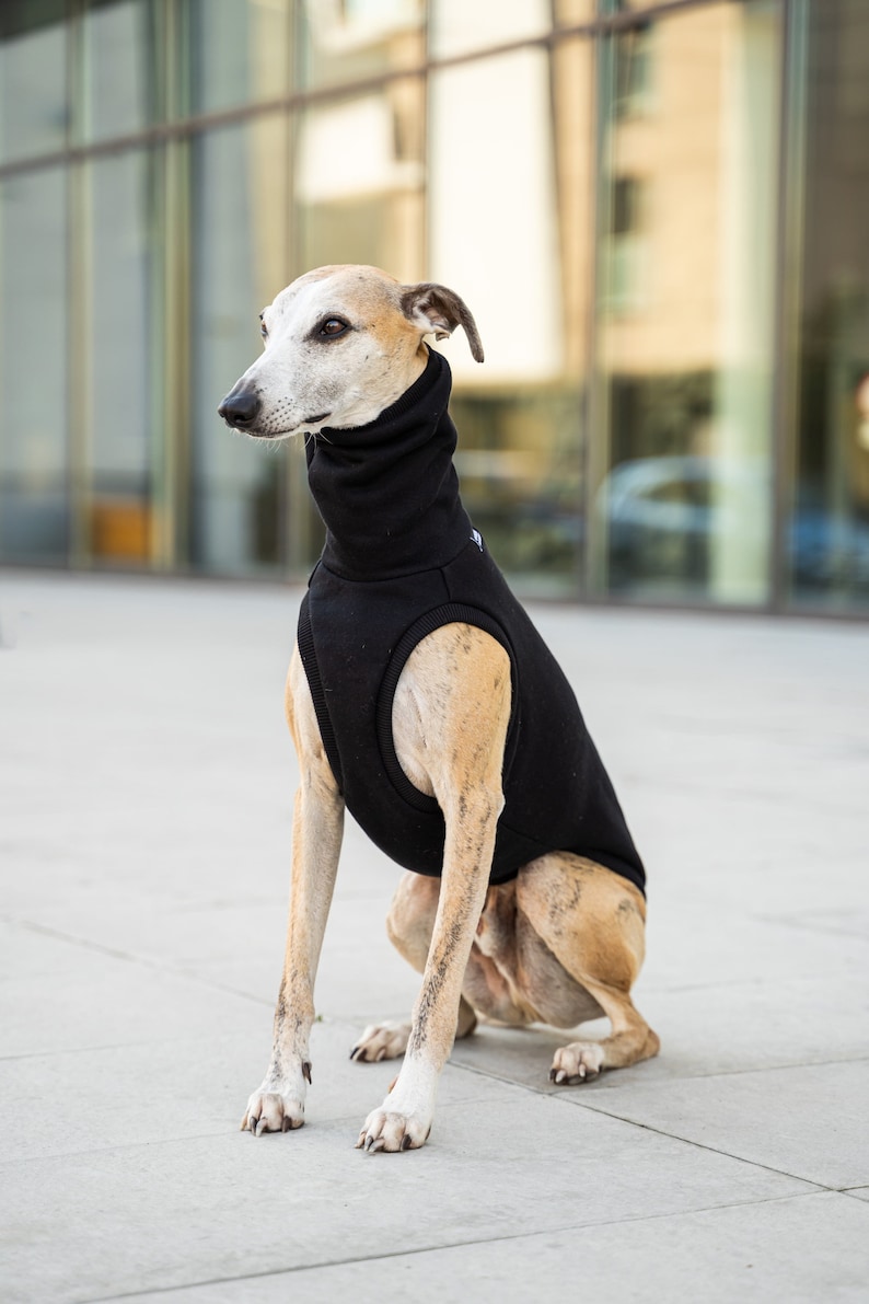 90% cotton Sweatshirt for Whippet whippet clothes BLACK image 3