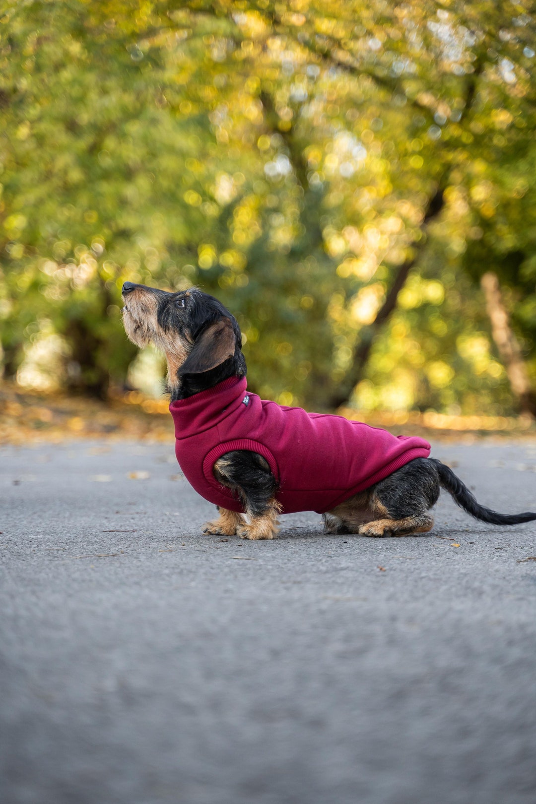 90 Cotton Sweatshirt Special for Dachshund, Comfortable Dog Clothes