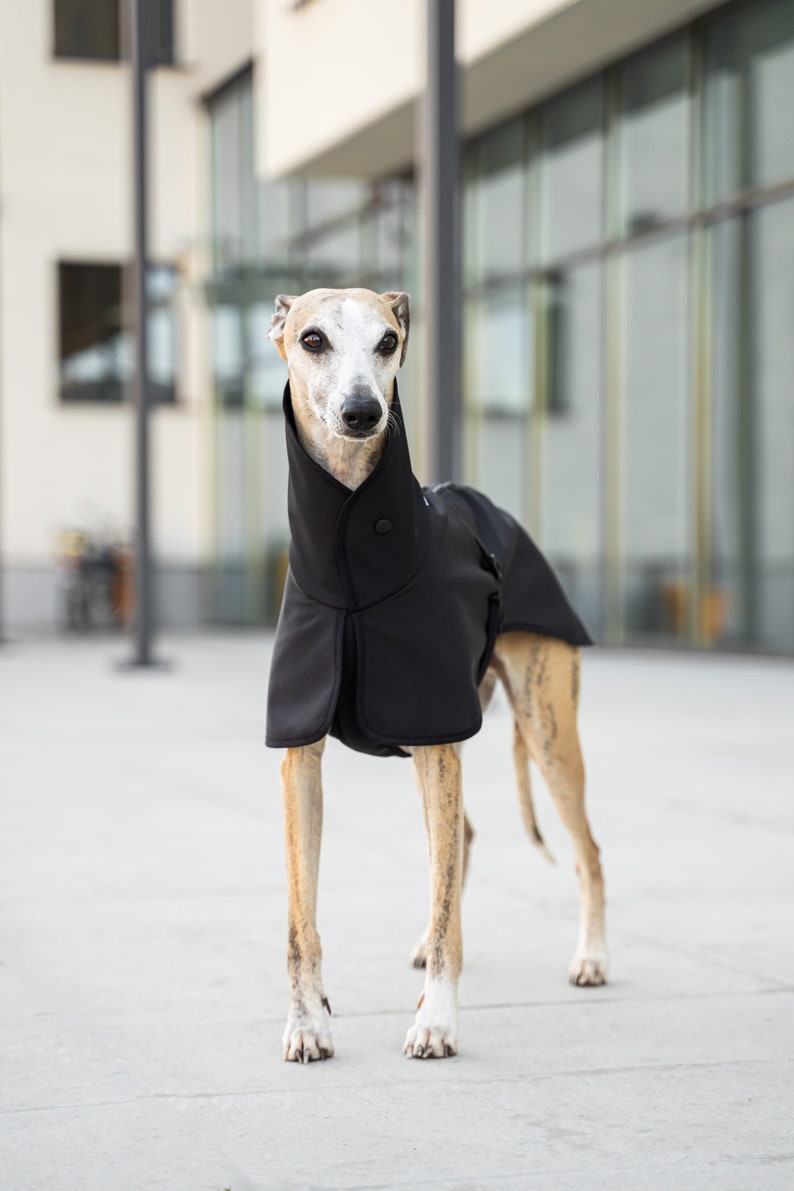 Softshell Coat for Whippet with Reflectors whippet clothes BLACK image 6