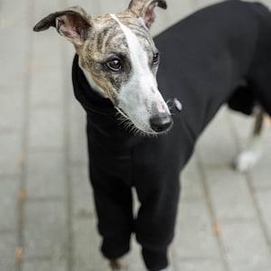 90% coton Combinaison pour Whippet vêtements pour whippet Noir image 4