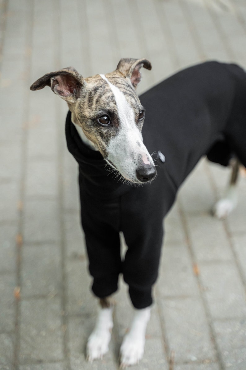 90% coton Combinaison pour Whippet vêtements pour whippet Noir image 4