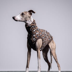 Può includere: Un cane snello con un mantello tigrato, che indossa un maglione per cani con stampa leopardata marrone e beige. Il cane è in piedi su uno sfondo grigio chiaro e guarda a sinistra. Il mantello del cane presenta segni marroni e bianchi.