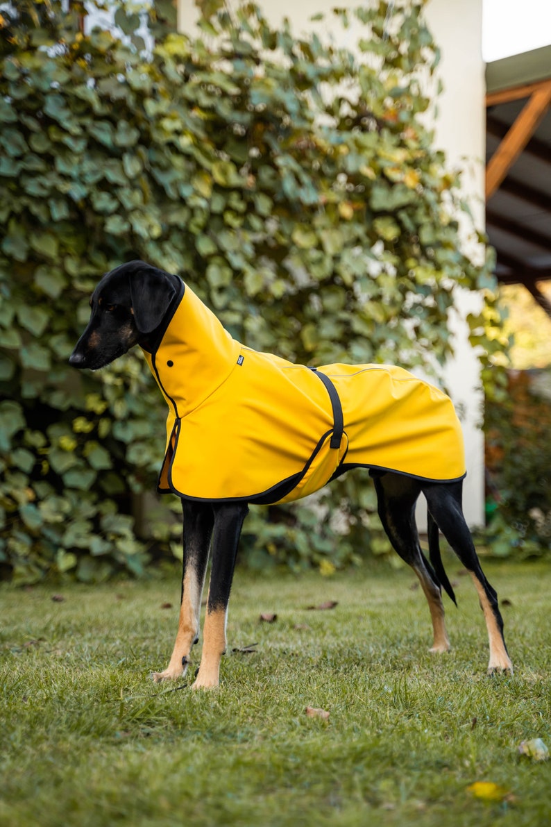 Waterproof Softshell Jacket with Reflectors Stylish Protection for big sighthound. Saluki, sloughi, galgo image 2